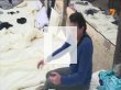 Икебаната се надъхва срещу Мартин Карбовски